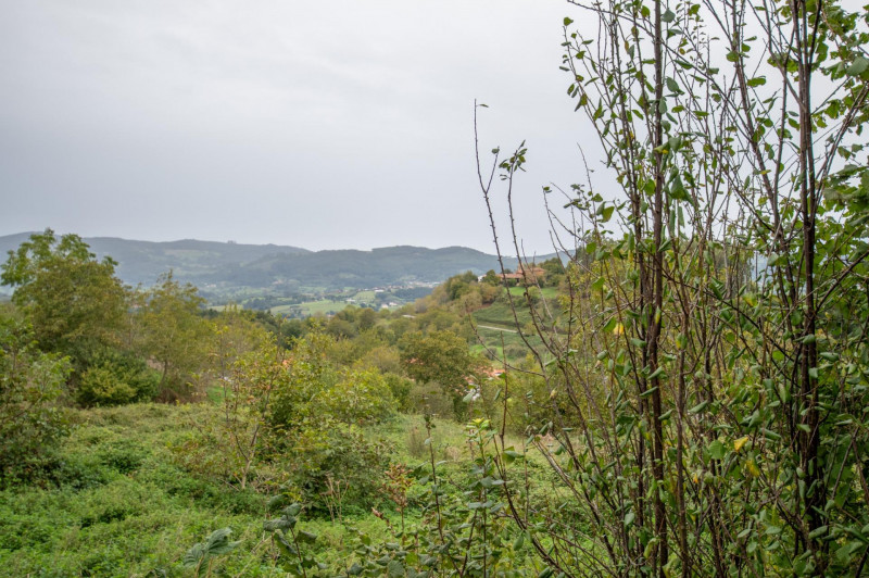 Casa para reformar con cuadra, fincas rústicas y monte de eucaliptos.