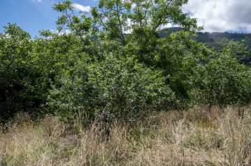 Casas o chalets-Venta-Villaviciosa-2354822-Foto-17-Carrousel