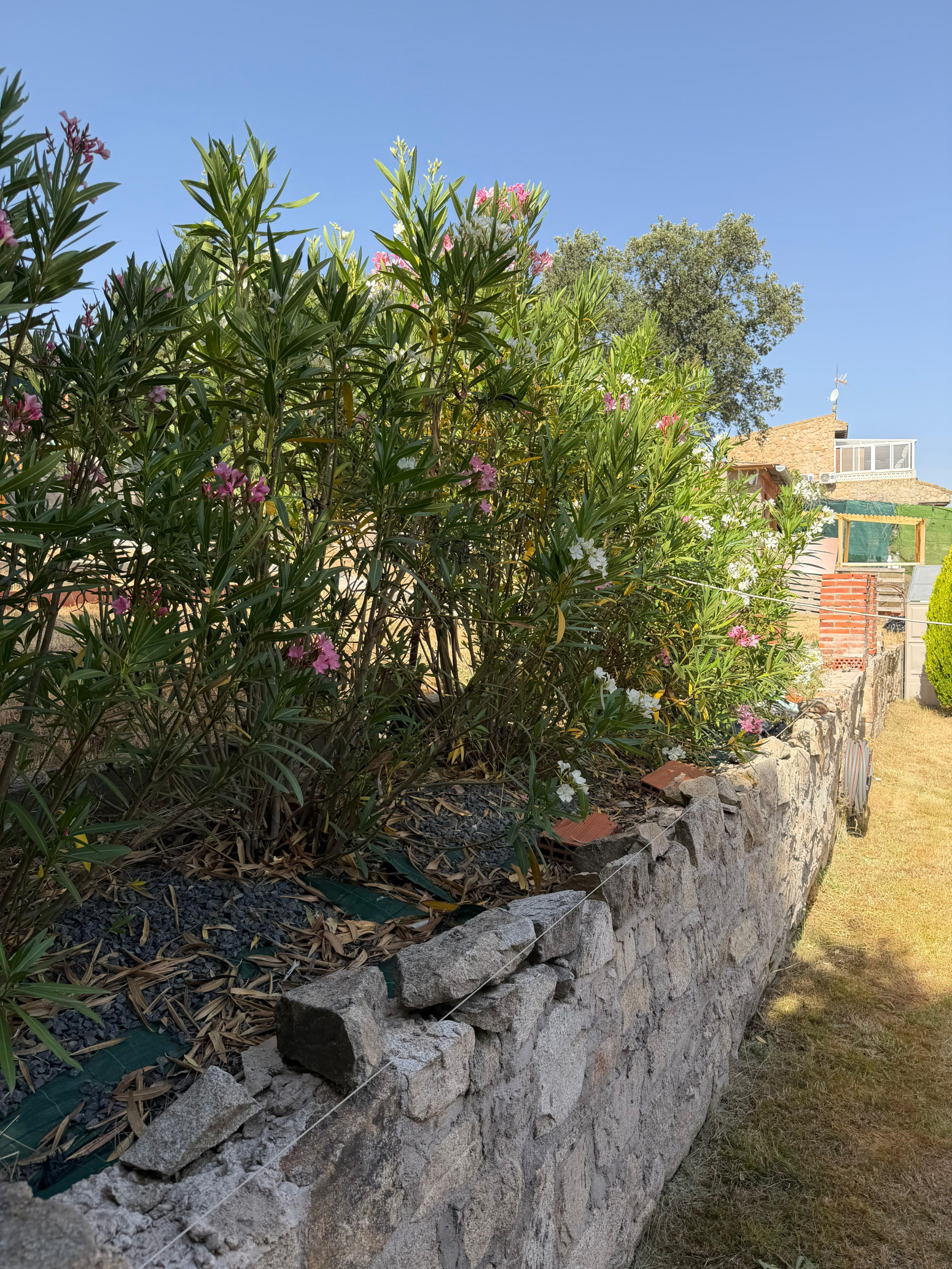 Fincas y solares-Venta-PeÃ±alba de Ãvila-2362937-Foto-17