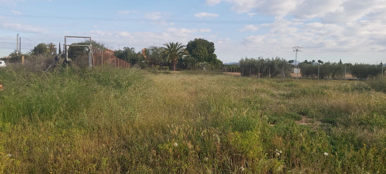 Fincas y solares-Venta-Elche-568584-Foto-21