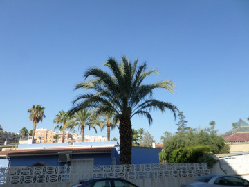 Fincas y solares-Venta-Elche-568820-Foto-13-Carrousel