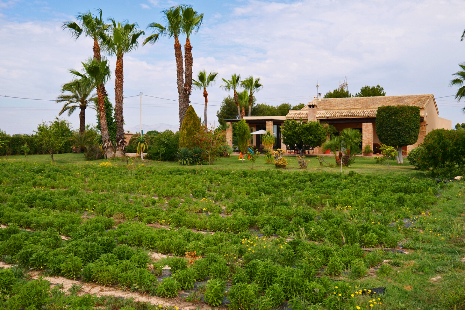 Casas o chalets-Venta-Elche-751753-Foto-21