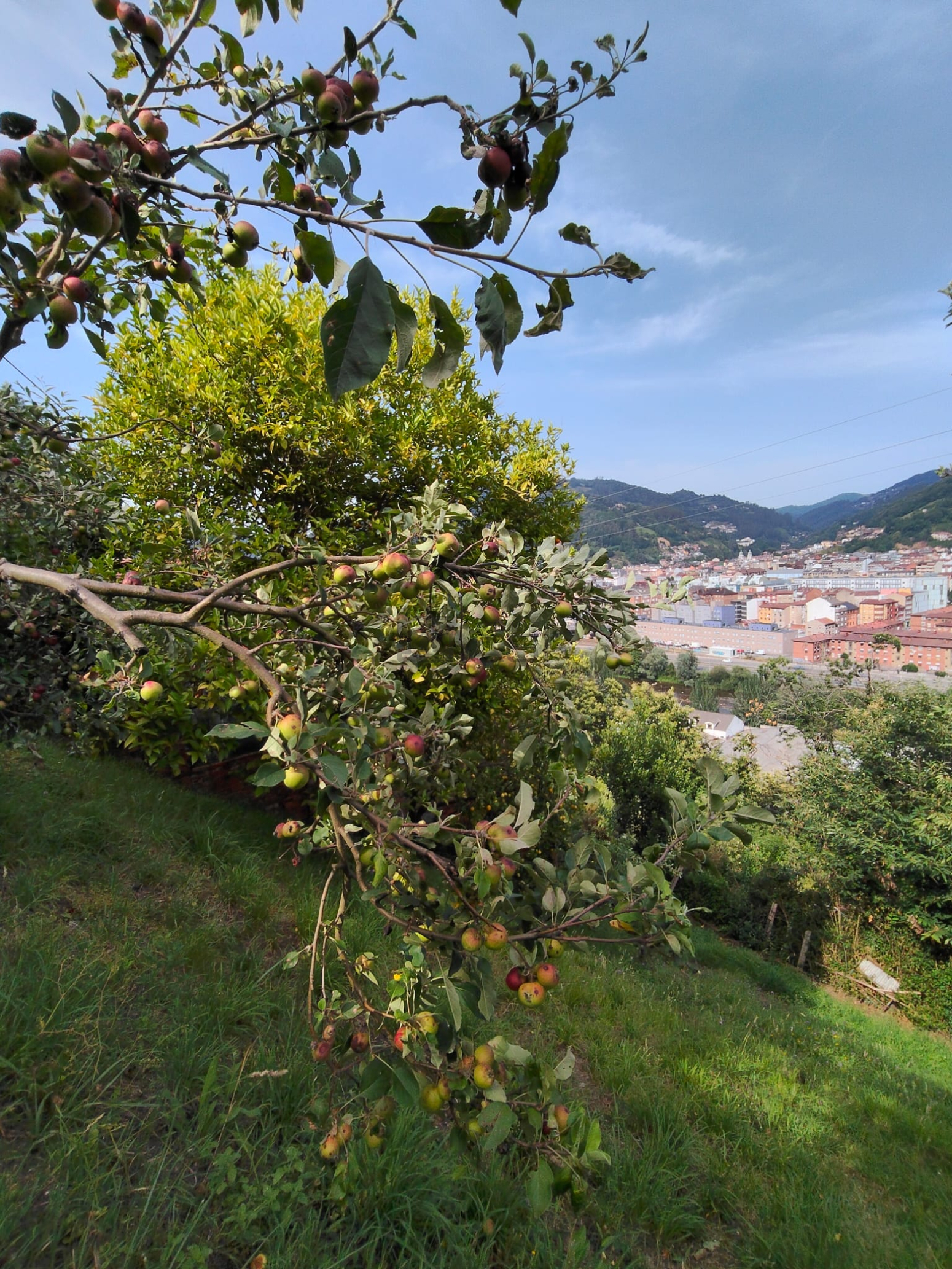 Casas o chalets-Venta-Mieres-2348768-Foto-30