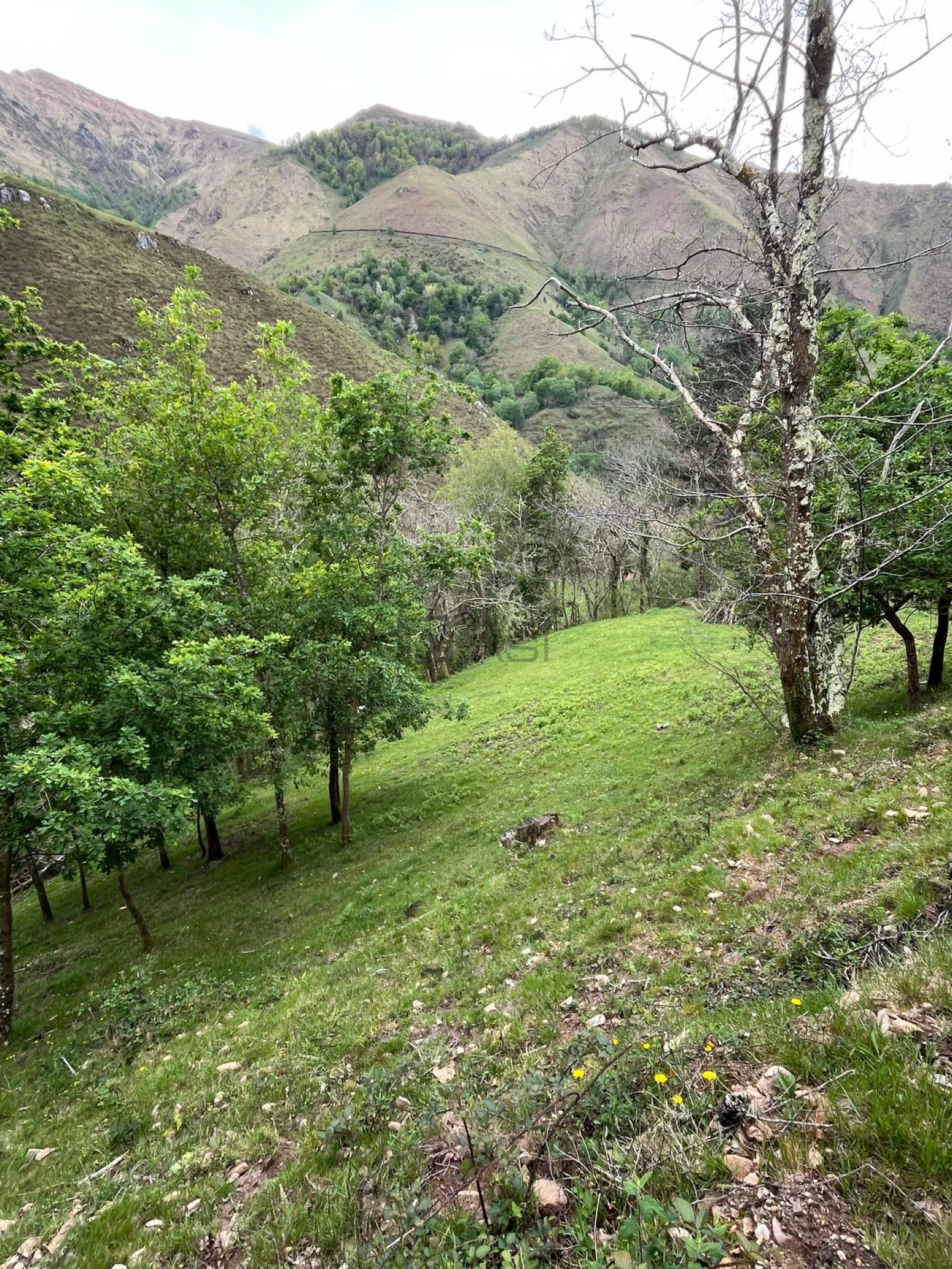 Casas o chalets-Venta-PiloÃ±a-2356898-Foto-29