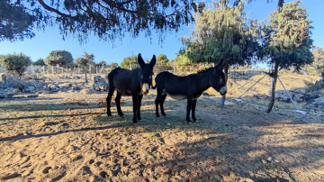 Fincas y solares-Venta-Hoyo de Manzanares-634291-Foto-43-Carrousel