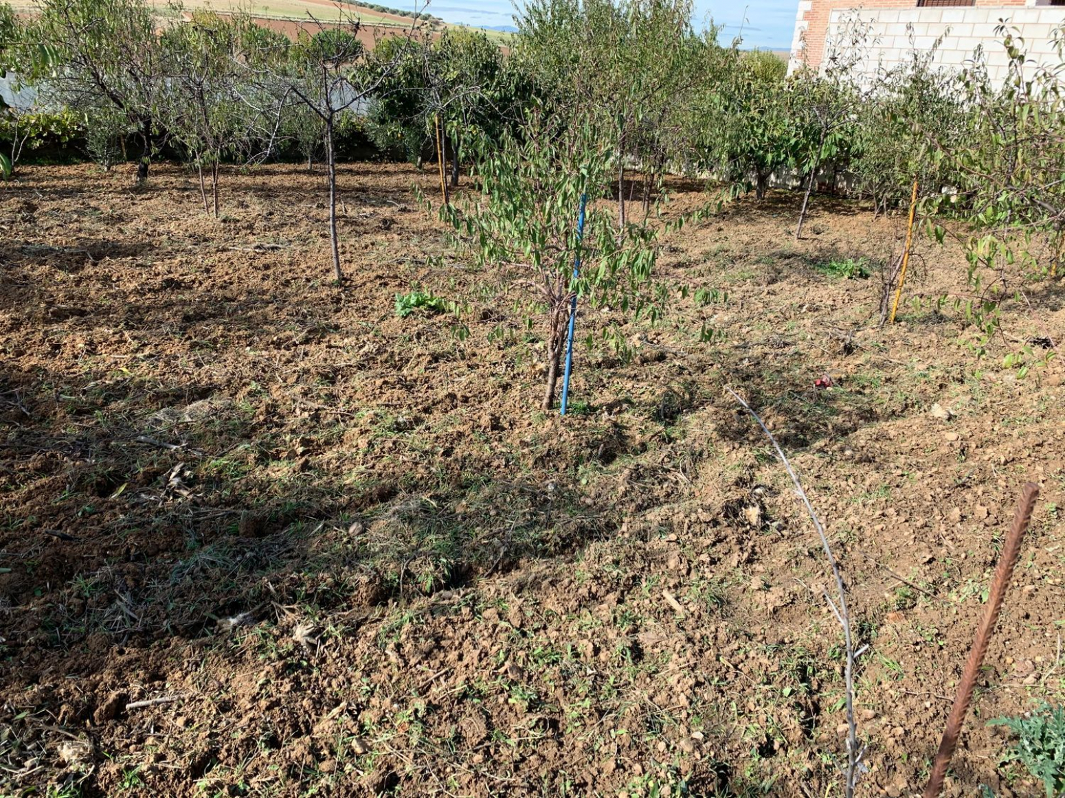 Fincas y solares-Venta-TorrejÃ³n del Rey-630941-Foto-6