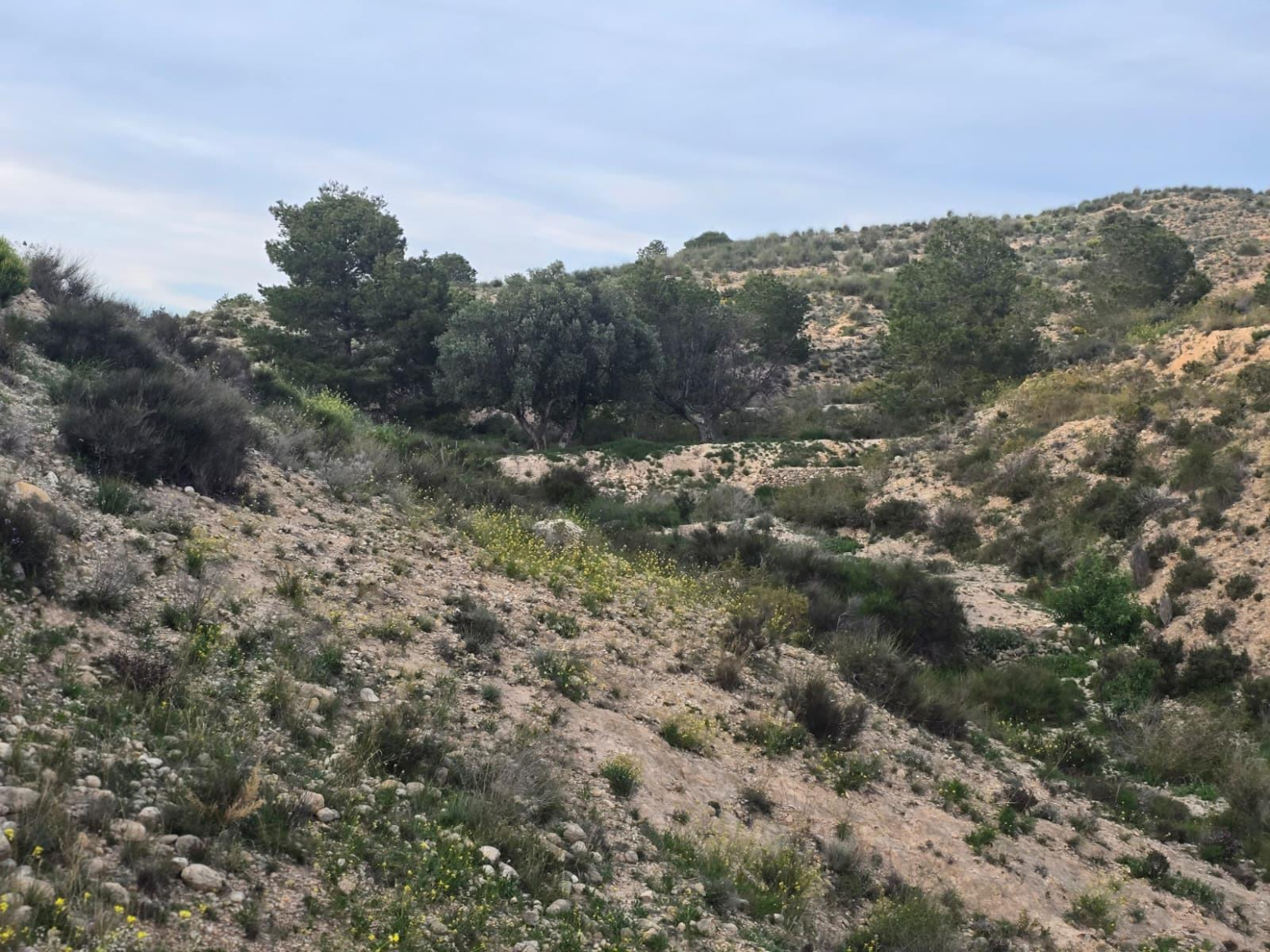 Fincas y solares-Venta-Molina de Segura-2207423-Foto-2