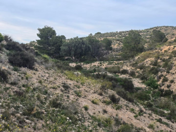 Fincas y solares-Venta-Molina de Segura-2207423-Foto-1-Carrousel