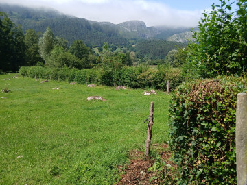 Vistas