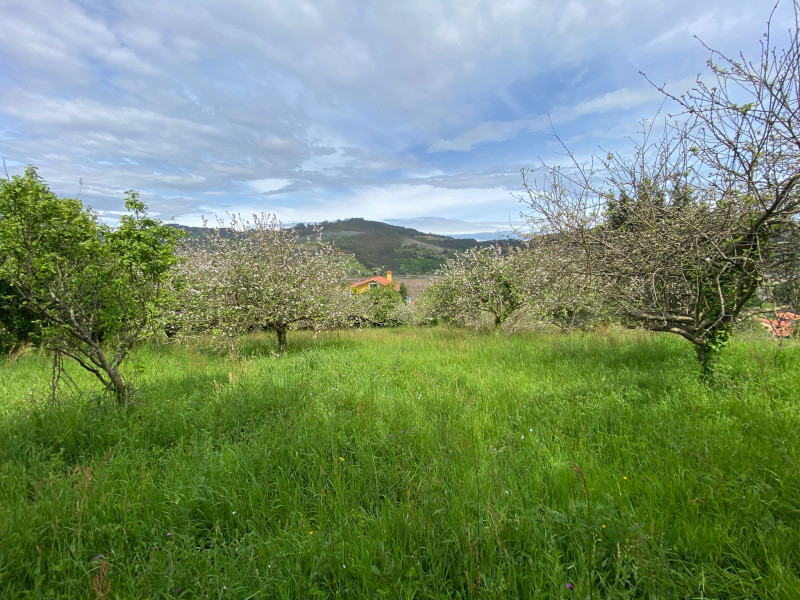 MAGNIFICA FINCA EDIFICABLE EN VILLAVICIOSA