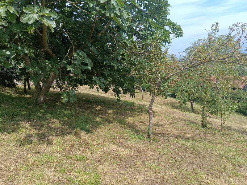 Fincas y solares-Venta-Siero-2331425-Foto-4