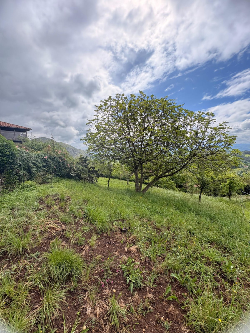 Fincas y solares-Venta-Siero-2331425-Foto-15