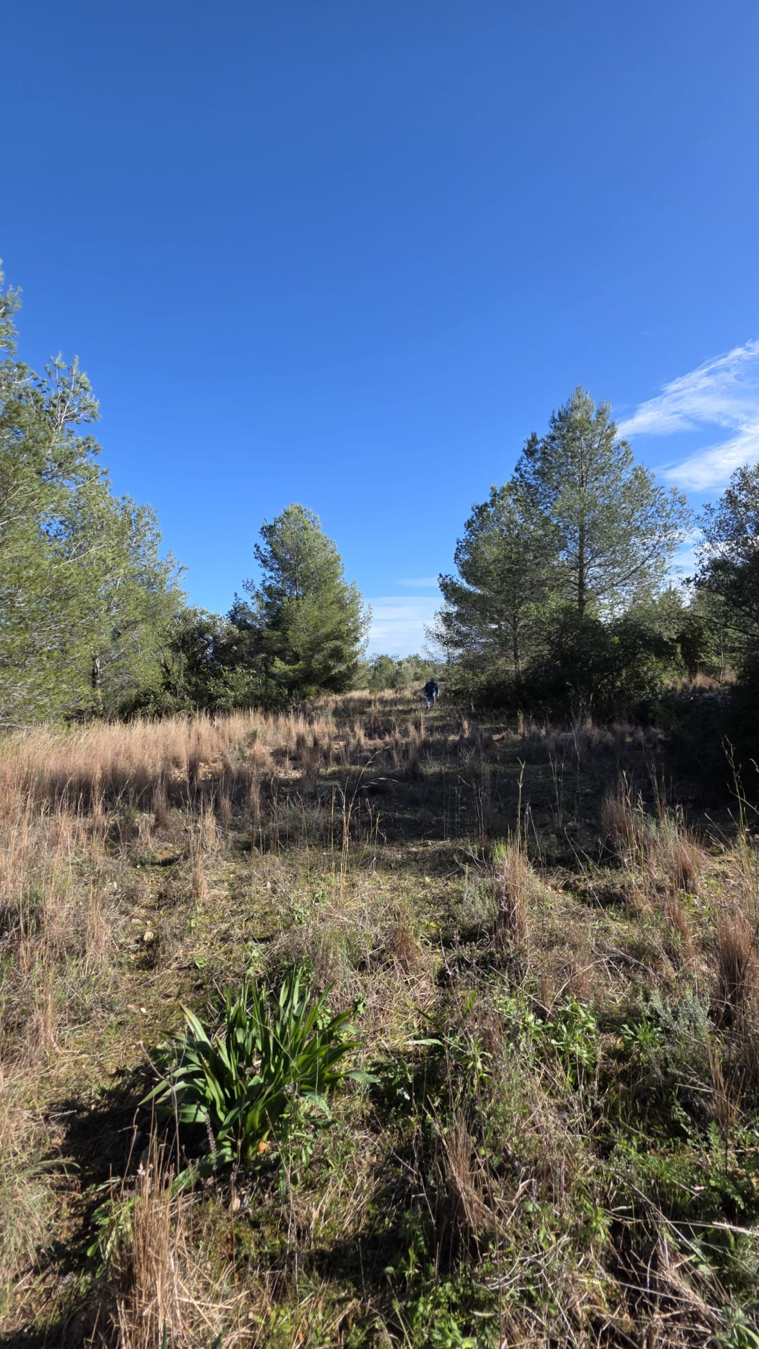 Fincas y solares-Venta-JalÃ³n-1227229-Foto-24