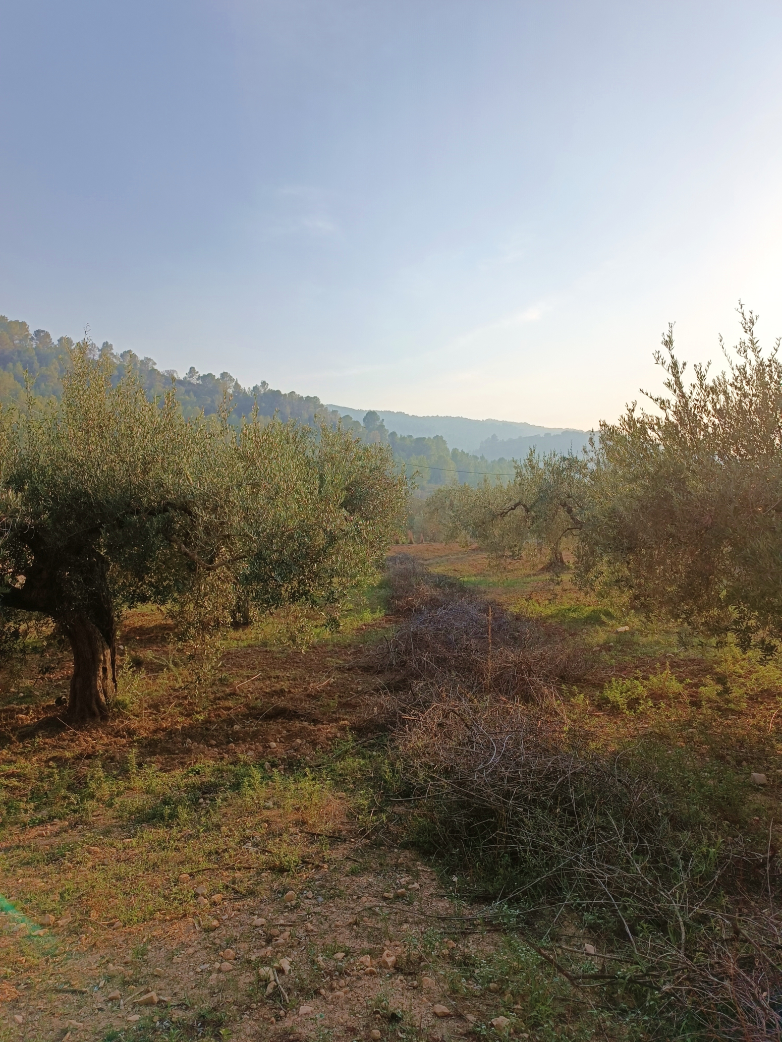 Casas o chalets-Alquiler-Quesa-1440615-Foto-45