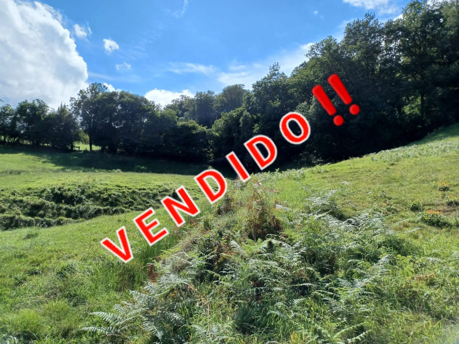 Fincas y solares-Venta-PiloÃ±a-1399106-Foto-1