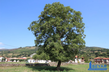 Jardín