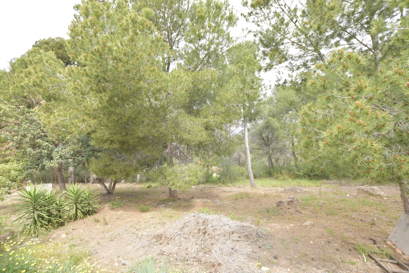 Casas o chalets-Venta-Albalat dels Tarongers-1088965-Foto-54